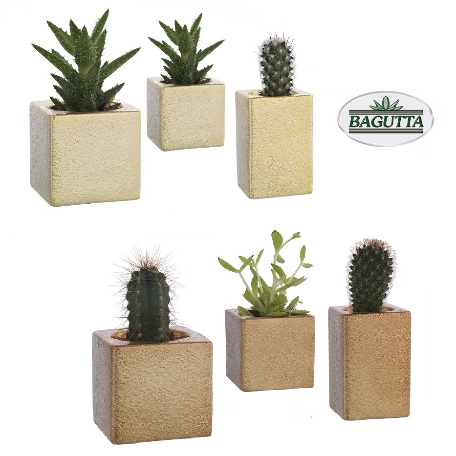 Set 3 vasetti porta piantine grasse BAGUTTA